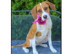 Adopt Lucy a Treeing Walker Coonhound / American Staffordshire Terrier / Mixed