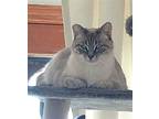 Adopt Harper a Gray or Blue (Mostly) Siamese / Mixed (short coat) cat in Los