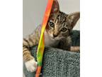 Adopt Kenai a Brown Tabby Domestic Shorthair / Mixed (short coat) cat in Los