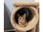 Adopt Phoenix a Brown Tabby Domestic Shorthair / Mixed (short coat) cat in Los