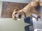 Adopt Ashton G a Border Terrier / Irish Terrier / Mixed dog in Chico