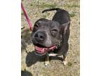 Adopt MOLLY V a Gray/Blue/Silver/Salt & Pepper Pit Bull Terrier / Mixed dog in