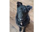 Adopt Harley (Courtesy) a Black Husky / Labrador Retriever / Mixed dog in