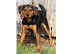 Adopt PUPPY YANCEY a Black - with Brown, Red, Golden, Orange or Chestnut Beagle