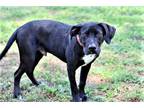 Adopt PUPPY LINCOLN a Labrador Retriever / Mixed dog in Franklin, TN (37897829)