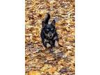 Adopt PAXTON a Australian Terrier, Cairn Terrier