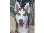 Adopt Shiloh a Siberian Husky / Mixed dog in Matawan, NJ (37913085)
