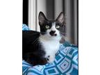 Adopt Rick a Domestic Shorthair / Mixed (short coat) cat in Brea, CA (38032412)