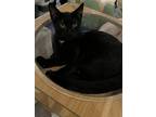 Adopt Darryl a All Black Domestic Shorthair / Mixed (short coat) cat in Brea