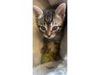 Adopt Tigger a Brown Tabby Domestic Shorthair / Mixed (short coat) cat in Brea