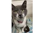 Adopt Viola a Gray or Blue Domestic Shorthair / Mixed (short coat) cat in Brea