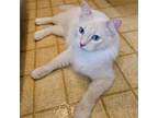 Adopt Baby a Cream or Ivory (Mostly) Siamese / Mixed cat in Drippings Springs