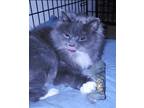 Adopt Gilsa a Gray or Blue (Mostly) Domestic Mediumhair / Mixed (medium coat)