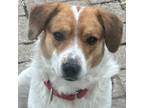 Adopt Phillbill a Beagle, Mixed Breed