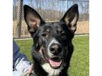 Adopt Buford a German Shepherd Dog, Mixed Breed