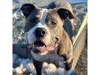 Adopt WAYLON a Staffordshire Bull Terrier, Mixed Breed