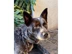 Adopt Bandit a Gray/Silver/Salt & Pepper - with Black Australian Cattle Dog /