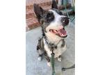 Adopt Yogi a Black - with White Australian Cattle Dog / Mixed dog in Paso