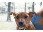 Adopt Marsha a Red/Golden/Orange/Chestnut Australian Cattle Dog / Terrier