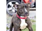 Adopt Solo a Terrier, Mixed Breed
