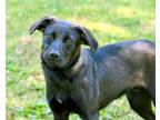 Adopt PUPPY MITCHELL a Black Labrador Retriever / Mixed dog in Sussex