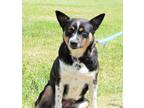 Adopt CASSIE SWEET AS CAN BE a Tricolor (Tan/Brown & Black & White) Australian