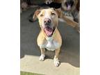 Adopt Lenny a Labrador Retriever, Mixed Breed