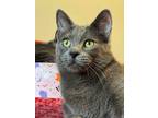 Adopt Eureka ($31) a Domestic Mediumhair / Mixed (short coat) cat in Bryan