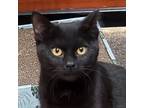 Adopt Stowaway a All Black Domestic Shorthair / Mixed (short coat) cat in