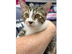 Adopt Murse ($31) a Domestic Shorthair / Mixed (short coat) cat in Bryan
