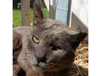 Adopt Smokey a Gray or Blue Russian Blue / Mixed (short coat) cat in Fishkill
