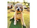 Adopt Leon a Tan/Yellow/Fawn Poodle (Miniature) / Mixed dog in Ramona