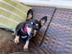 Adopt Emery a Black - with Tan, Yellow or Fawn Miniature Pinscher / Mixed dog in