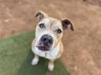 Adopt Tina a Brown/Chocolate - with White Pit Bull Terrier / Mixed dog in