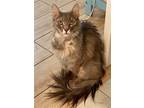 Adopt Berry a Gray or Blue Domestic Longhair / Mixed (long coat) cat in Ramona