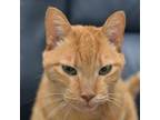 Adopt Big Red a Domestic Short Hair