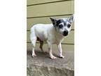 Adopt Bella / CP a Rat Terrier / Mixed dog in Columbia, TN (37930617)