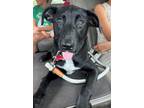 Adopt LASSO a Black - with White Labrador Retriever / Mixed dog in Katy