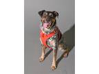 Adopt STEEL a Red/Golden/Orange/Chestnut - with Black Australian Cattle Dog /