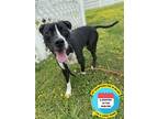 Adopt 2304-1622 Leo a Black - with White Pit Bull Terrier / Mixed dog in