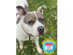 Adopt 2304-1633 Rylee Jane a White - with Gray or Silver Pit Bull Terrier /