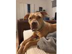 Adopt 2303-1817 Bella a Red/Golden/Orange/Chestnut Pit Bull Terrier / Mixed dog