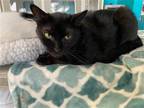 Adopt Juju Bee a All Black American Shorthair / Mixed (short coat) cat in