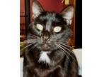 Adopt Frankie R. a All Black Domestic Mediumhair / Mixed (medium coat) cat in