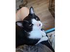 Adopt Frank a Black & White or Tuxedo Domestic Shorthair / Mixed (short coat)