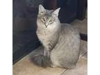 Adopt Bailey a Gray or Blue Domestic Mediumhair / Mixed (medium coat) cat in