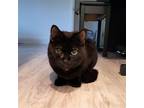 Adopt Honeydew a All Black Domestic Shorthair / Mixed cat in Philadelphia