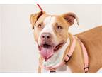 Adopt Ames a Brown/Chocolate - with White American Pit Bull Terrier / Mixed dog