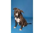 Adopt Trust a Terrier (Unknown Type, Medium) / Pit Bull Terrier / Mixed dog in