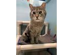 Adopt Hamlet a Domestic Shorthair / Mixed cat in Colorado Springs, CO (37856974)